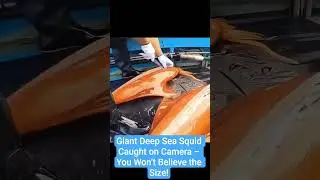 Massive Squid Pulled from the Deep Sea &ndash; Unreal Catch! #fishing #squidfish