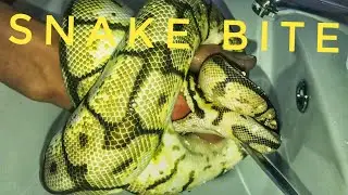 Ball Python Bite😱