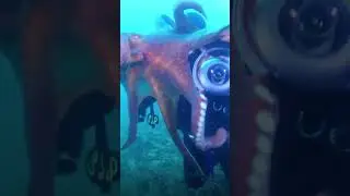 Uncovering the Top Four Mysterious Deep Sea Secrets #viral #shorts #youtubeshorts