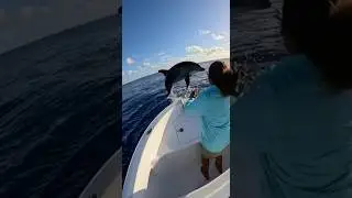A pod of orcas attacked a dolphin.