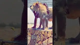 Siteu ak Lion bi 😍😍😍
