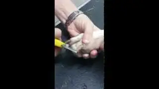 Как подстричь когти собакам