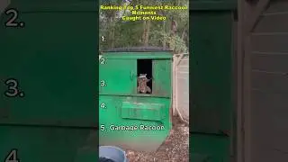 Ranking Top 5 Funniest Raccoon Moments Caught On Video😂🦝