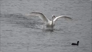 Swan, take off and landing. - Slow motion.