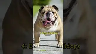 🐾 Top 5 Strongest Dog Breeds in the World 🐾 #strongest #dogs