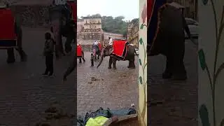 Live elephant 🐘🦣😱 #Livevideo #shortfeed #jaipurcity #liveelephant #Amerfort