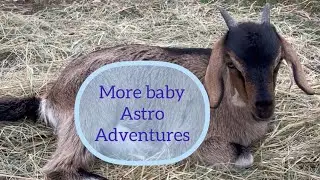 More Adventures with Baby Goat Astro | Farmyard Wellness