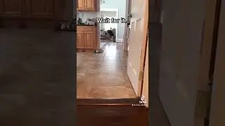 Corgi Butt Shake!