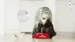 Royal Canin | Canine Care Nutrition | Dermacomfort
