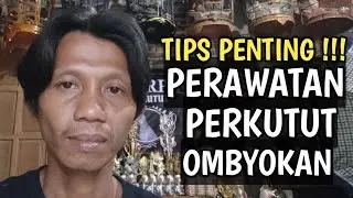 PERAWATAN BURUNG PERKUTUT OMBYOKAN _ TIPS PENTING ... !!!