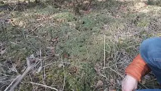 Torfmoos (Sphagnum) spongy