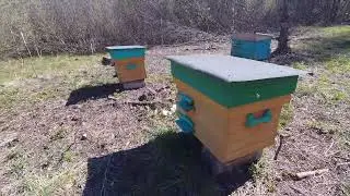 Итоги зимовки пчёл, зима 2023-2024г