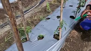 MODERN FARMING: SUPPORTING CHILI PLANTS ON STAKES WITH A UNIQUE TOOL - Agriculture Gardening