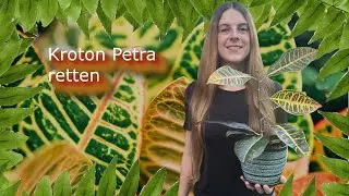 Kroton Petra retten | Codiaeum variegatum |