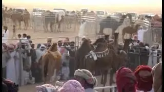 مهرجان ولاية المزيونة الاول لمزاينة الابل 2013 الحلقة الاولى كامله