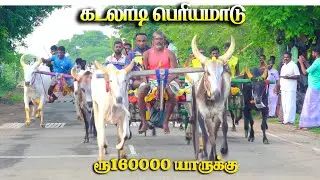 கடலாடி பெரியமாடு பந்தயம் 27.10.2024