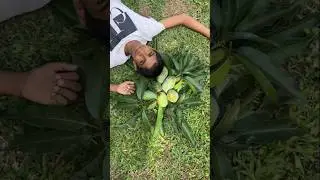 Easy Mango recipe 🥭 #village #cooking #shorts
