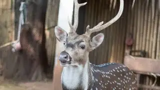 cheetal harn🦌/ deer forming /deer/ home zoo
