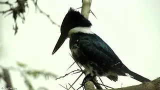 Green Kingfisher