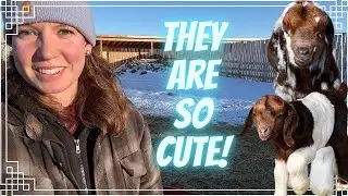 The Cutest Baby Goats! 