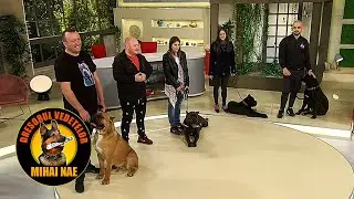 Mihai Nae  @Vorbește Lumea (PRO TV) 🐾 Hrana, rasa si educatie Cane Corso
