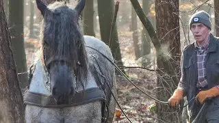 Bosbouw met paard en moderne machine