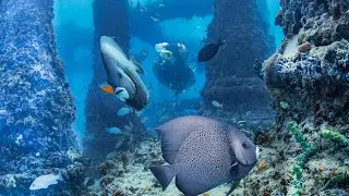 Diver's Paradise &mdash; Miami & Key Biscayne, Florida&mdash;2026