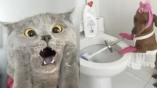 You can watch this forever!!! Funny Cats and Dogs! 😂😂