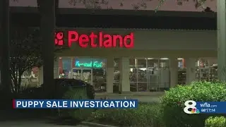 Bradenton pet store among 18 in Florida that bought from breeders investigated by Humane Society, ag