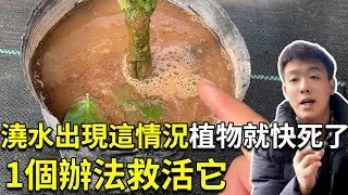 浇水时出现这种情况，证明植物快死了，一个办法帮你救活它！保姆级洗根教程【禅艺绿植工作室】