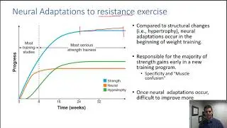 Hypertrophy vs Neural Adaptations