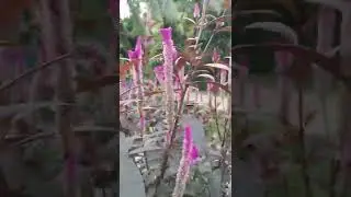 SILVER COCK'S COMB (Celosia Argentea) #shorts #flowers #plants #celosia #cockscomb #tapaytapay