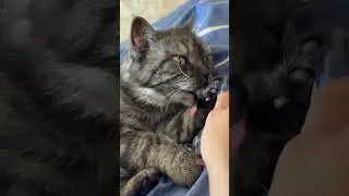 #shortsclip #shortscraft #youtubeshortsclip #shortscookingvideo #youtuberlikes #shortstiktok #animal