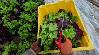 Lettuce Mix Harvest November 2025