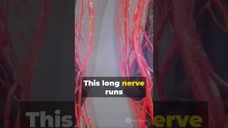 Saturday night￼ palsy :  Confusion cleared #anatomy #animation #anatomytuition #anatomymadeeasy ￼￼