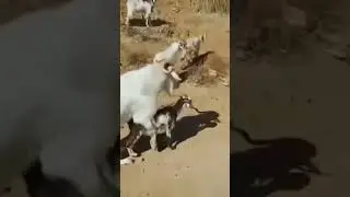 goat mating.