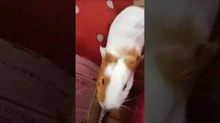 ginipig #cute #pets