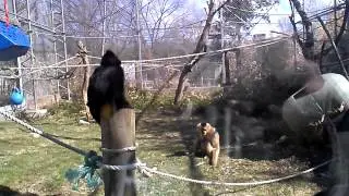Stone Zoo Monkeys, playing