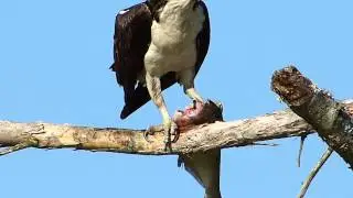 Osprey Eating Fish