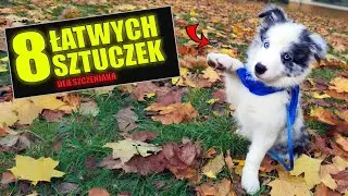 8 Prostych Sztuczek dla Psa i SZCZENIAKA!