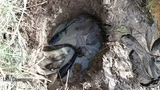 Deep Hole Fish Trap, Catch A lot Fishes ► Life Discovery