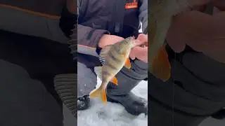 Ловит 💪🏻 #fish #риболов #рыба #риба #рыбак #fishing #рибалка #рыбалка #природа #окунь