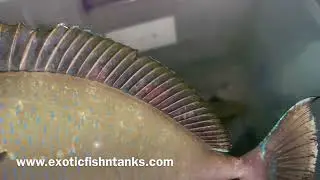 &ldquo;BLUE SPOTTED&rdquo; Vlamingii Tangs!!!