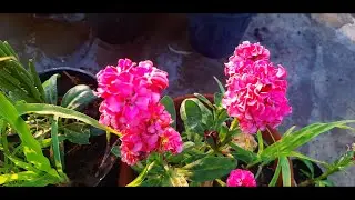 How to Grow and Care Stock Flower Plant | Collecting Seeds and My Methods | Winter Flower Seeds