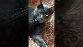 GreyWing !!! #cat