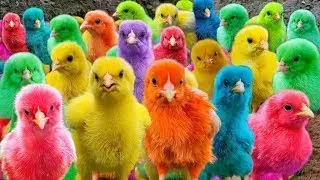 Explore the Adorable World of Cute Chickens, Colorful Ducks, The Cutest Animals on the Planet 🐱🐰🐔🦆