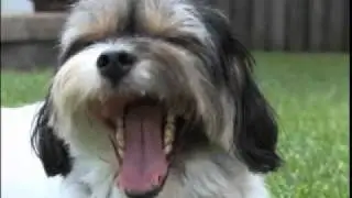 Grand Valley Animal Hospital TV Spot