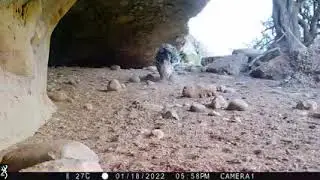 Porcupine Searching for the Food Kirthar National Park Pakistan