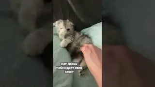 Кот Лелик охотится на свой хвост и побеждает его #cat #cutecat #funny #funnyanimal #kitten #animal