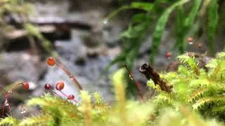 To be moss near a stream